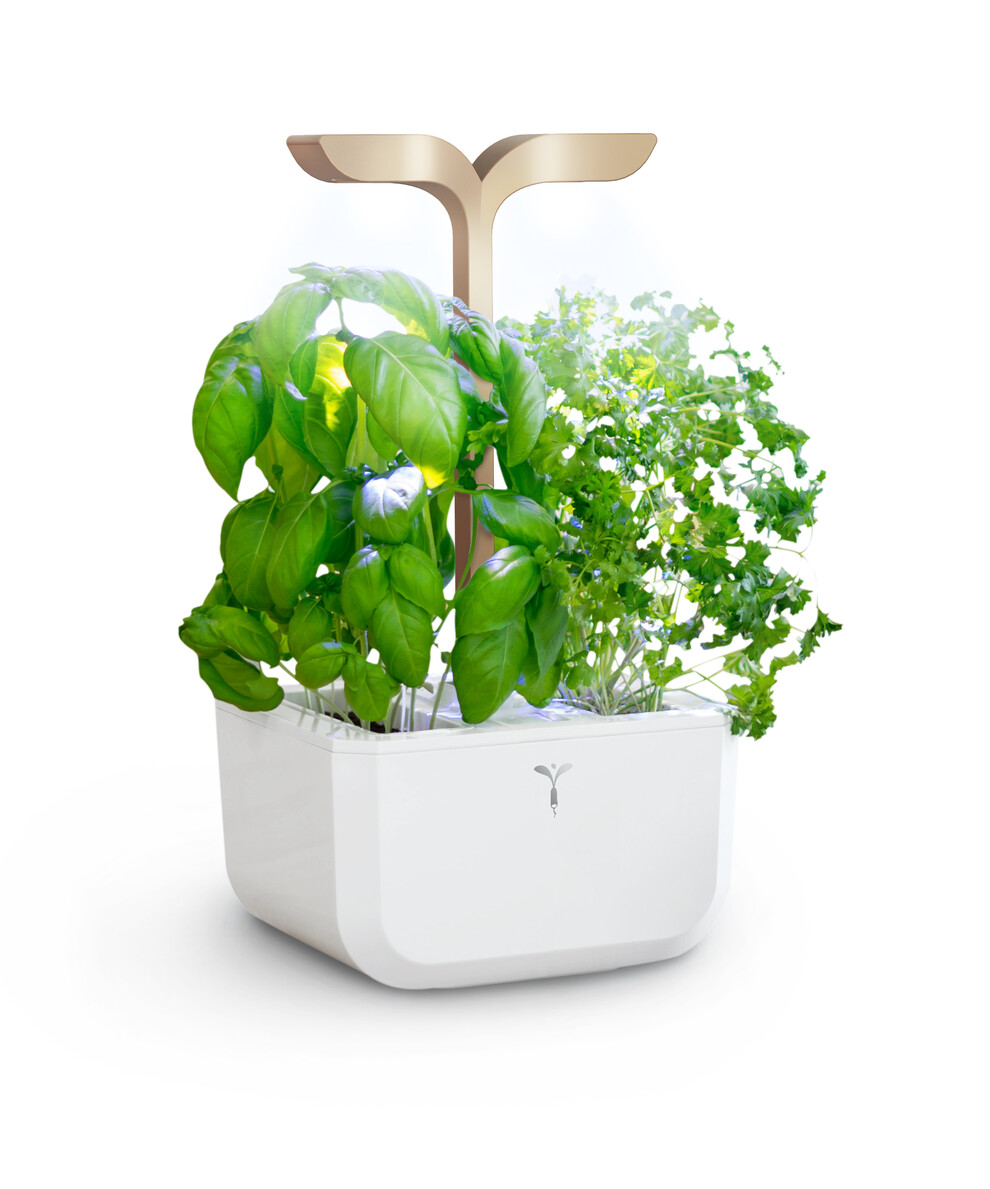 Lingot® Sans Graines - Compatible Potager d'Intérieur Véritable® et Exky® - Recharge Prête à l